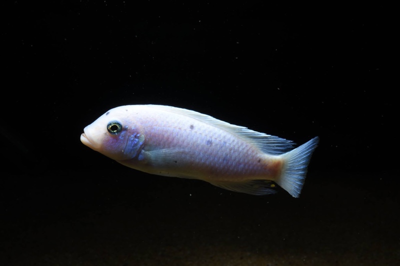 Maylandia callainos 'Chidunga Rocks'